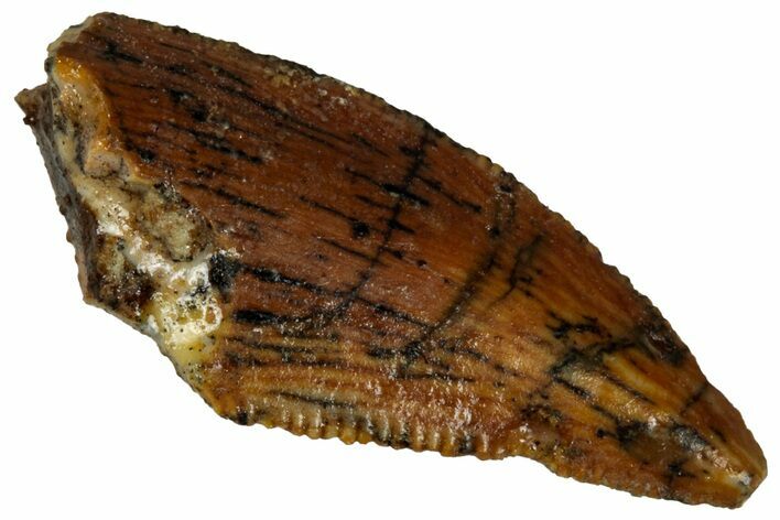 Serrated, Raptor Tooth - Real Dinosaur Tooth #295951